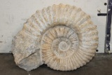XL 17 lb AMMONITE Fossil Specimen from Morocco