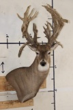 XXL Non-Typical 44-Point WHITETAIL DEER Wall Pedestal
