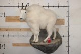 Life-sized MOUNTAIN GOAT on a Simulated Rock Wall Base