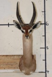 GERENUK Shoulder Mount