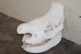 BLACK RHINOCERAS Skull with a Removable Bottom Jaw