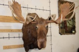 MOOSE Shoulder Mount with a Bullet Hole through its Right Antler!