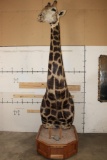 XXL 11' Tall GIRAFFE Pedestal Mount on a Wood Base with Wheels