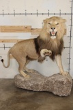 *TEXAS RESIDENTS ONLY* Life-sized AFRICAN LION with an XXL Mane on a Base with Wheels
