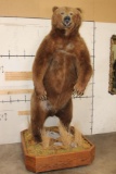 Massive 7' Tall Standing BROWN BEAR/GRIZZLY BEAR with over 4