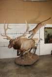 Life-sized MOUTAIN LION Leaping onto a Life-sized BULL ELK
