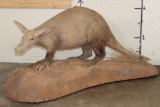 Very *Rarely Seen* Life-sized AARDVARK on a Simulated Rock Base with Wheels