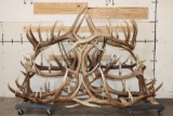 XXL Hand-made ELK Antler Chandelier Made from 20 Antler Sheds