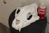 *TEXAS RESIDENTS ONLY* TIGER Skull with All its Teeth and XL Canines