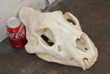 *TEXAS RESIDENTS ONLY* Big AFRICAN LION Skull with All its Teeth