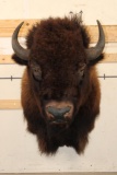 XXL BUFFALO or BISON Shoulder Mount