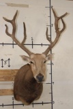 *TEXAS RESIDENTS ONLY* 10-Point PERE DAVID DEER Shoulder Mount