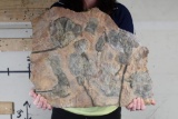 Big Moroccan CRINOID Fossil Plate from Morocco, Weight: 19lbs