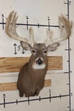 XXL 28-Point WHITETAIL DEER Shoulder Mount with a Heavy Rack
