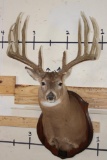 14-Point WHITETAIL Deer Shoulder Mount with Replica Antlers, Ranked No. 8 by Boone and Crockett