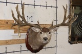 XXXL 27-Point MULE DEER Shoulder Mount with Replica Antlers after 