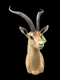*Trophy Size* GRANT'S GAZELLE Shoulder Mount