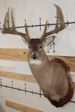 12-Point WHITETAIL DEER Shoulder Mount with Replica Antlers after 