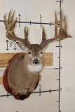 29-Point WHITETAIL Deer Shoulder Mount with Replica Antlers after Keith Dahmer's Alberta Buck