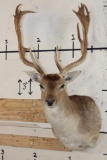 XL 17-Point FALLOW DEER Shoulder Mount