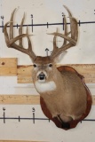 11-Point WHITETAIL DEER Shoulder Mount with Replica Antlers hunted by the Stang Brothers