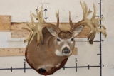 WHITETAIL DEER Shoulder Mount -