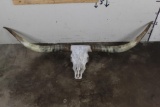 XL Texas LONGHORN Skull with Removable Horns