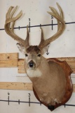 10-Point WHITETAIL DEER Shoulder Mount with Replica Antlers after James Jordan's No. 2 Boone and