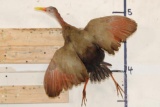 *Rarely Seen* Life-sized GIANT WOOD RAIL Bird Mount