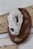 *TEXAS RESIDENTS ONLY* Nice LEOPARD Skull on a Wooden Plaque