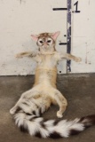 *Rarely Seen* Life-sized RINGTAIL Soft Mount