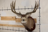 XXL MULE DEER Shoulder Mount with Replica 14-Point Antlers from Sheds found in Utah