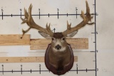 29-Point MULE DEER Shoulder Mount with Replica Antlers after the 