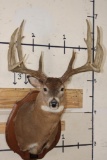 14-Point MULE DEER Shoulder Mount with Reproduction Antlers after 