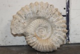 XL 16 lb AMMONITE Fossil Specimen