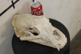 BROWN BEAR Skull with All its Teeth