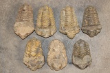 (7) TRILOBITE Fossil Specimens from Morocco (ONE$)