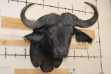 Big CAPE BUFFALO Shoulder Mount