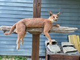 *New* Life-sized AFRICAN CARACAL CAT Mounted on a Laying Limb