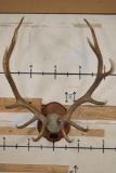 Massive XXL Heavy 14-Point ELK Antler Rack on a Wood Plaque