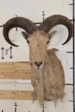 AOUDAD Shoulder Mount