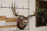 10-Point MULE DEER Shoulder Mount with Replica #3 Boone and Crockette Scored Antlers