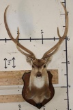 AXIS DEER Shoulder Mount on a Wooden Plaque