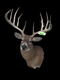 *New* Boone and Crockett 180