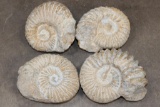 (4) AMMONITE FOSSIL Specimens from Morocco (ONE$)