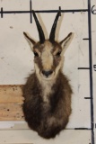 CHAMOIS Shoulder Mount