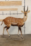Life-sized WESTERN BUSHBUCK on light-weight Foam Base