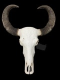 Very Large ASIAN WATER BUFFALO Skull