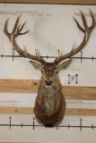 Big 16-Point RED STAG Shoulder Mount
