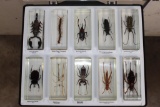 (10) Insects and Arthropods preserved in Resin Blocks with Labels (ONE$)